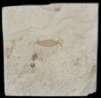 Fossil Pea Crab (Pinnixa) From California - Miocene #53108-1